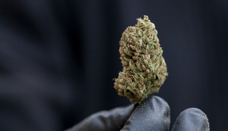 CBD Flower