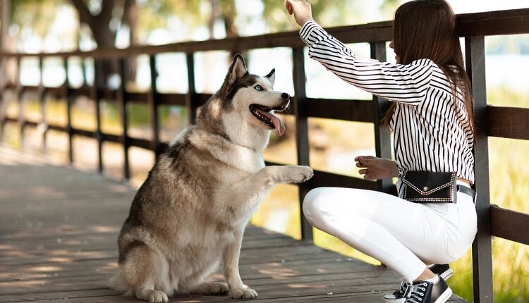 Pet Training